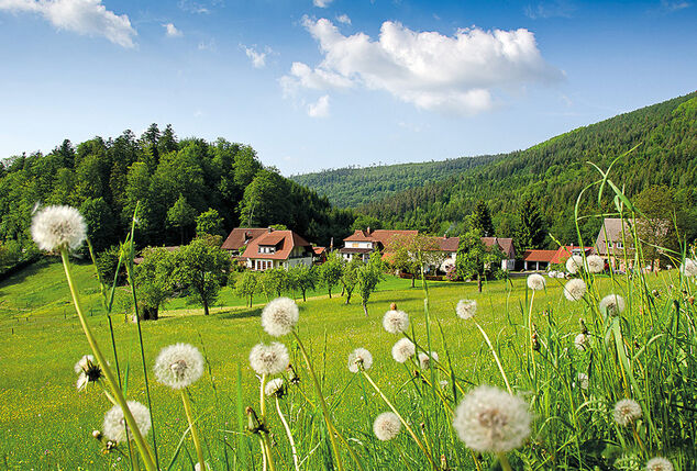 Jetzt kaufen: Halbpension-Aufenthalt mit Wellness im Schwarzwald - 45% Rabatt