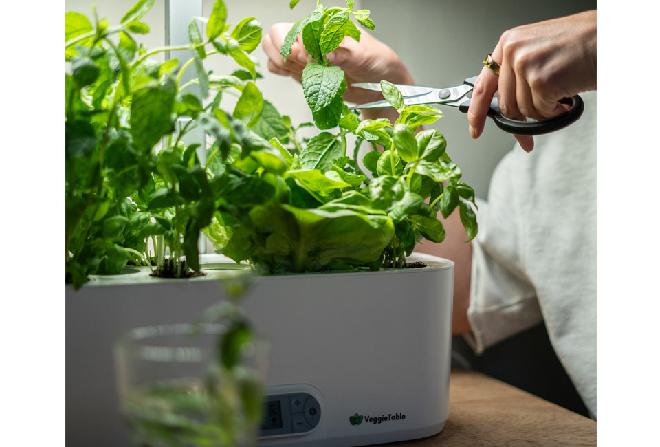 Odling inomhus med VeggieTable