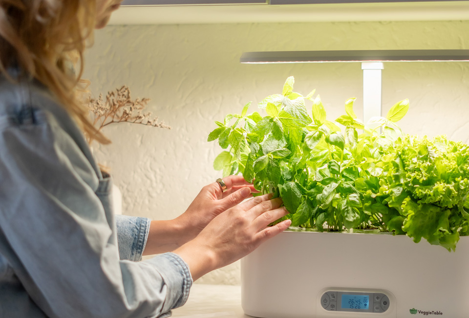 Odling inomhus med VeggieTable
