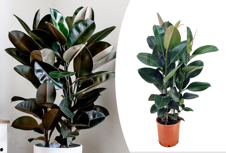 Luftreinigender Gummibaum &ndash; Ficus elastica