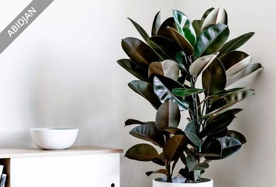 Ficus el&aacute;stica purificadora del aire