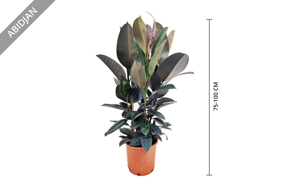 Ficus el&aacute;stica purificadora del aire