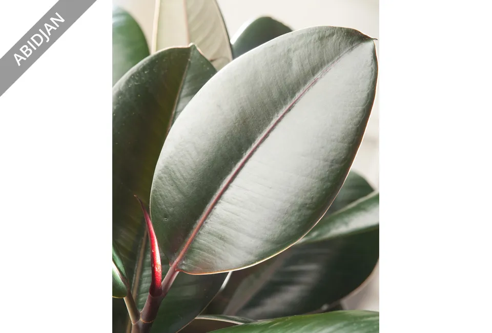 Ficus el&aacute;stica purificadora del aire