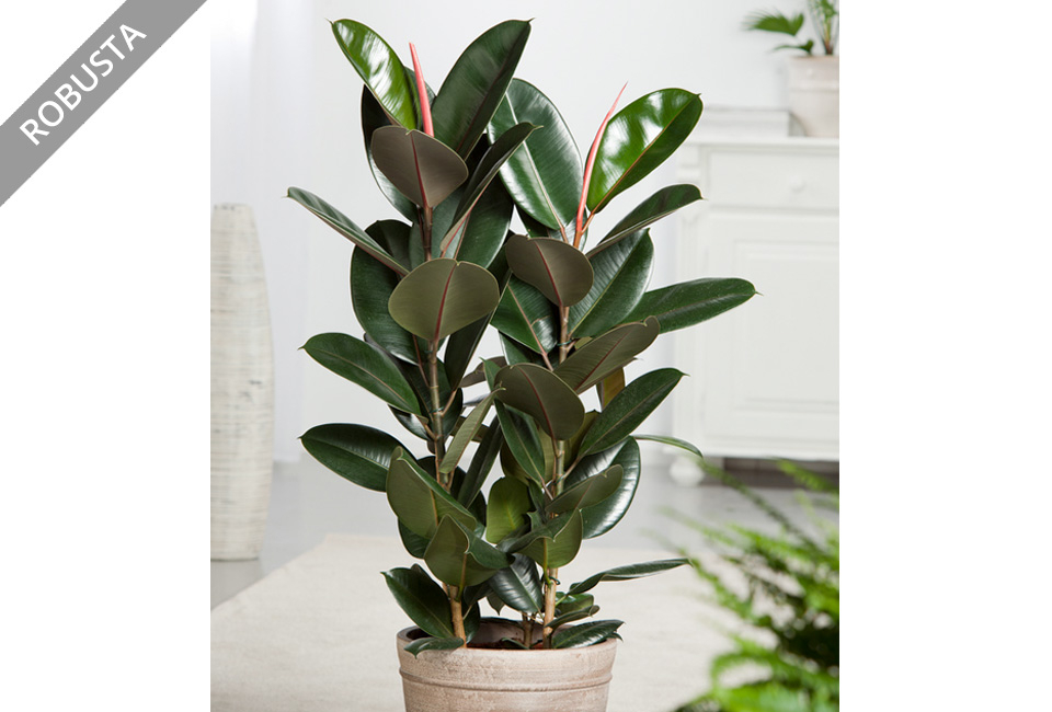 Luftreinigender Ficus Elastica