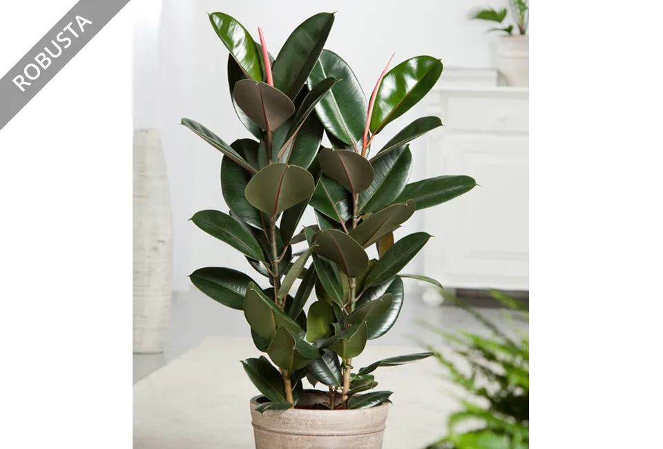Ficus el&aacute;stica purificadora del aire