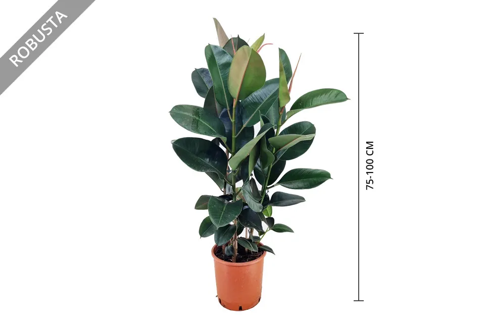 Ficus el&aacute;stica purificadora del aire