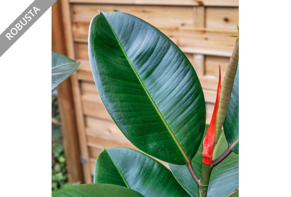 Luftreinigender Ficus Elastica