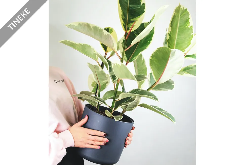 Ficus el&aacute;stica purificadora del aire