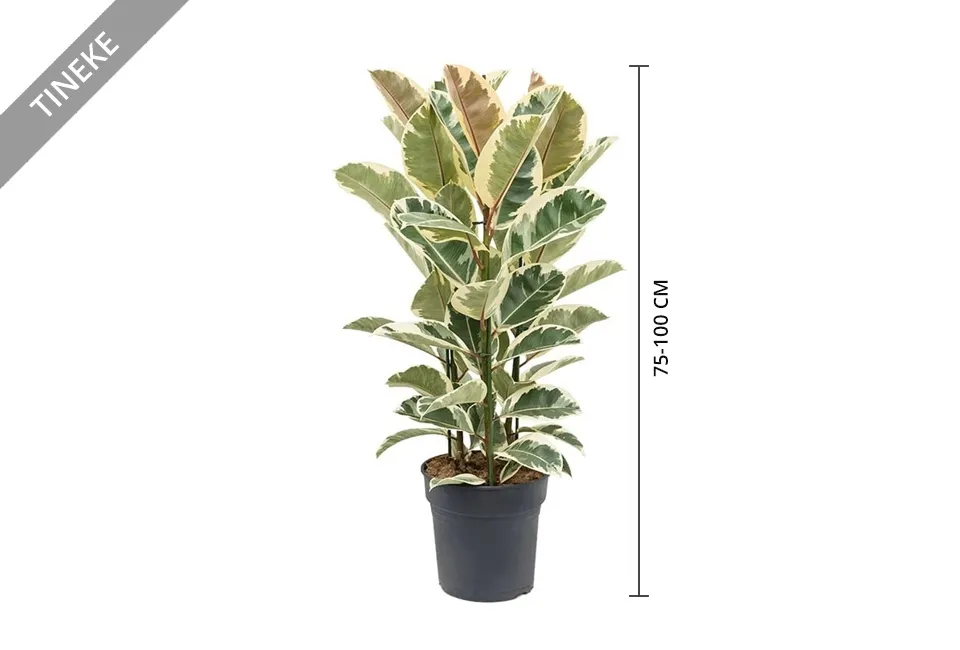 Ficus el&aacute;stica purificadora del aire