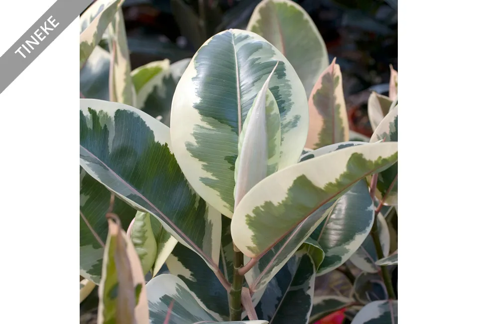 Ficus el&aacute;stica purificadora del aire