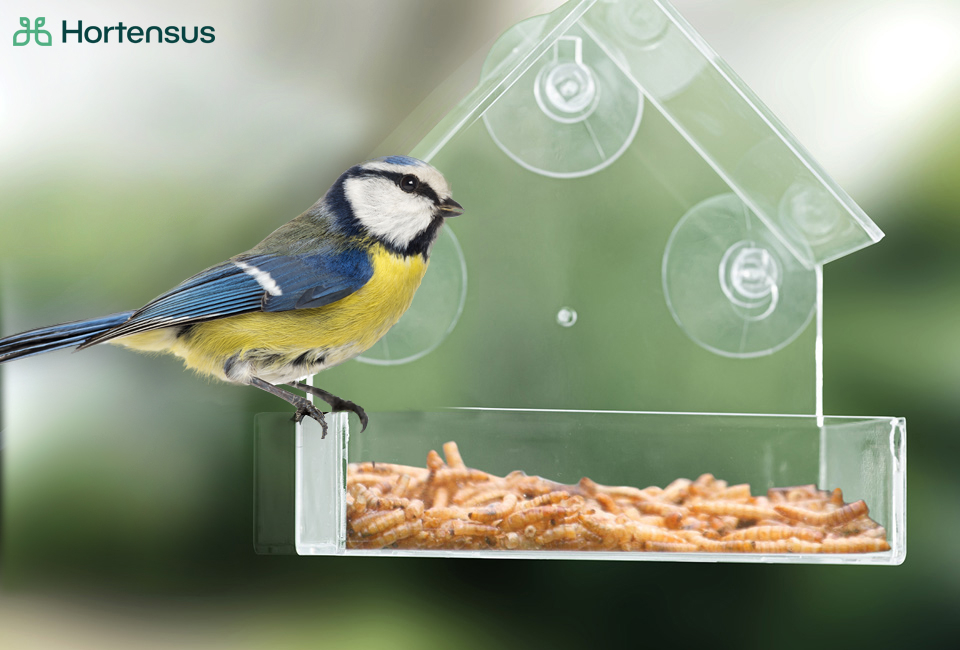 Transparant vogelvoederhuisje voor op je raam