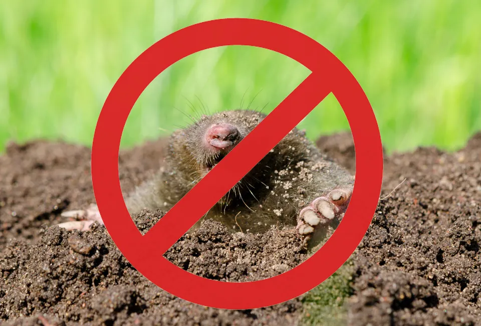 2 solar-powered mole chasers