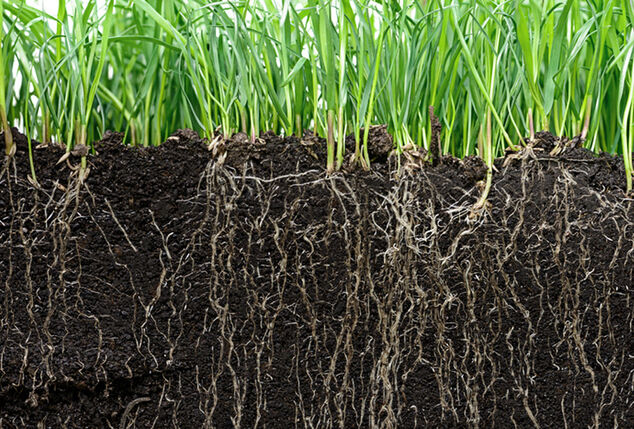 Schnell grüneres Gras mit Hortensus Rasensamen