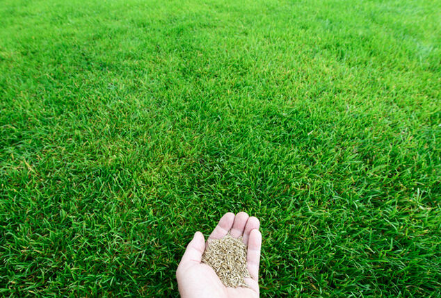 Schnell grüneres Gras mit Hortensus Rasensamen