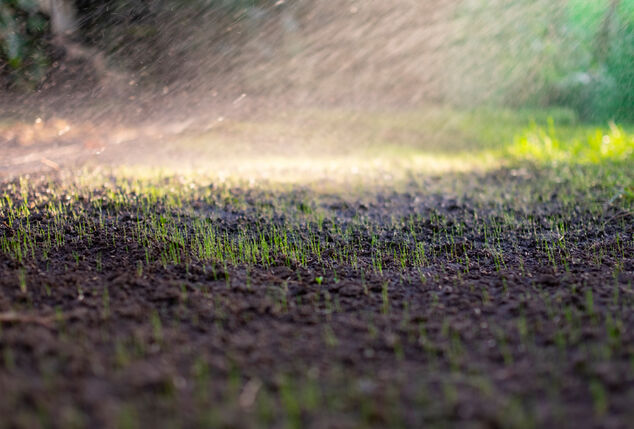 Schnell grüneres Gras mit Hortensus Rasensamen