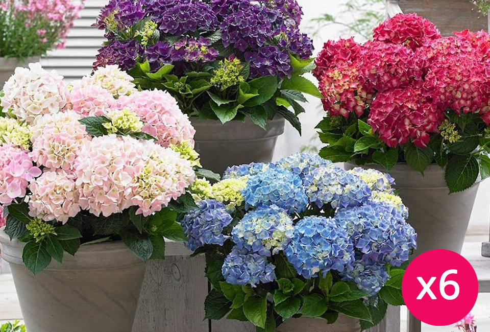 Set van 6 hortensia&acute;s 