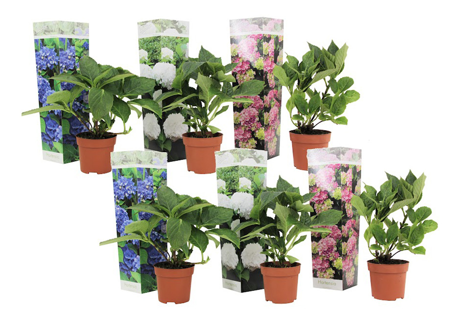Set van 6 hortensia&acute;s 