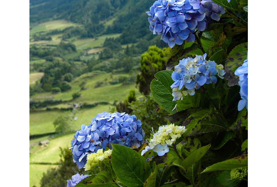 Set van 6 hortensia&acute;s 
