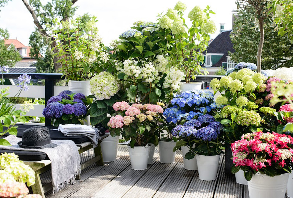 Set van 6 hortensia&acute;s 