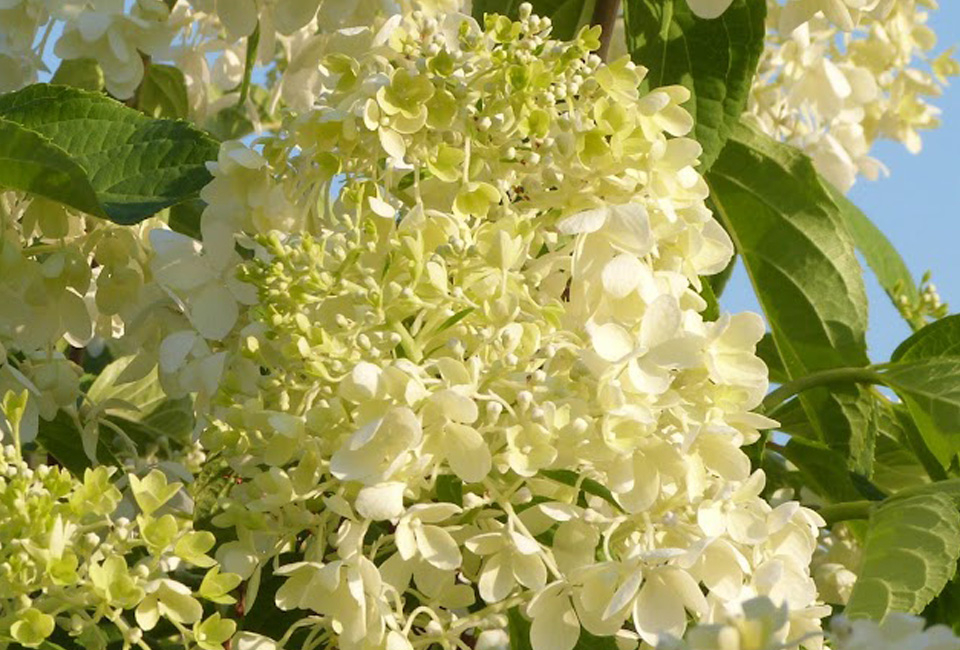 Set van 6 hortensia&acute;s 