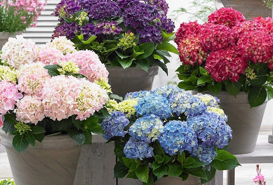 Set van 6 hortensia&acute;s 