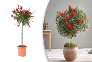 Callistemon auf Stamm