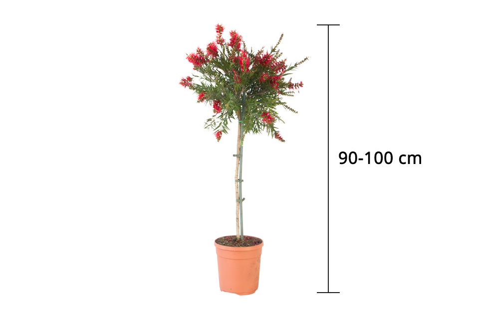 Callistemon op stam