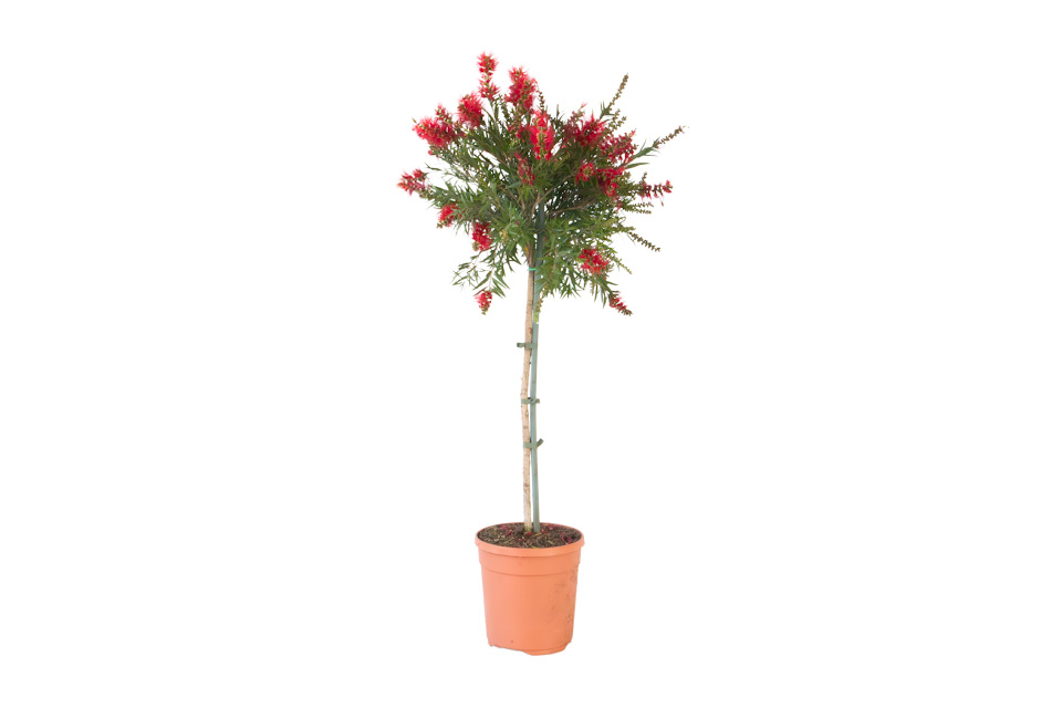 Callistemon op stam