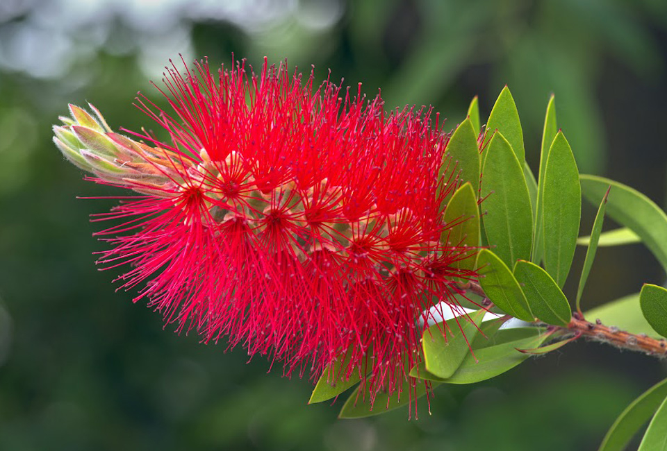Callistemon op stam