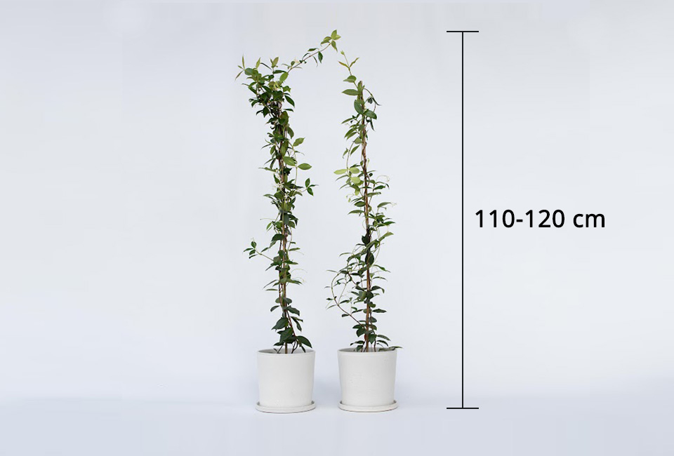 2 XL Toscaanse jasmijnplanten