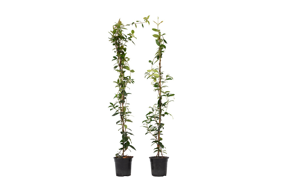 2 XL Toscaanse jasmijnplanten