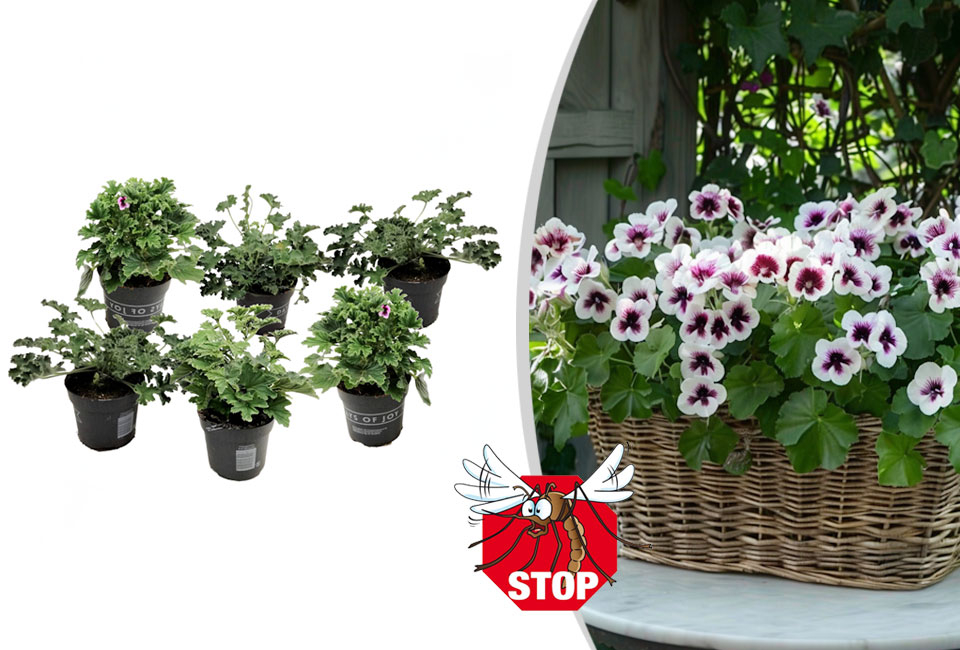 Set van 6 anti-mug geurgeraniums