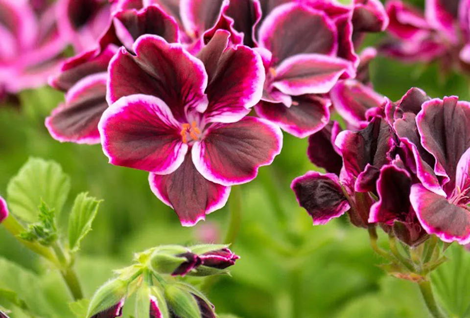 Set van 6 anti-mug geurgeraniums