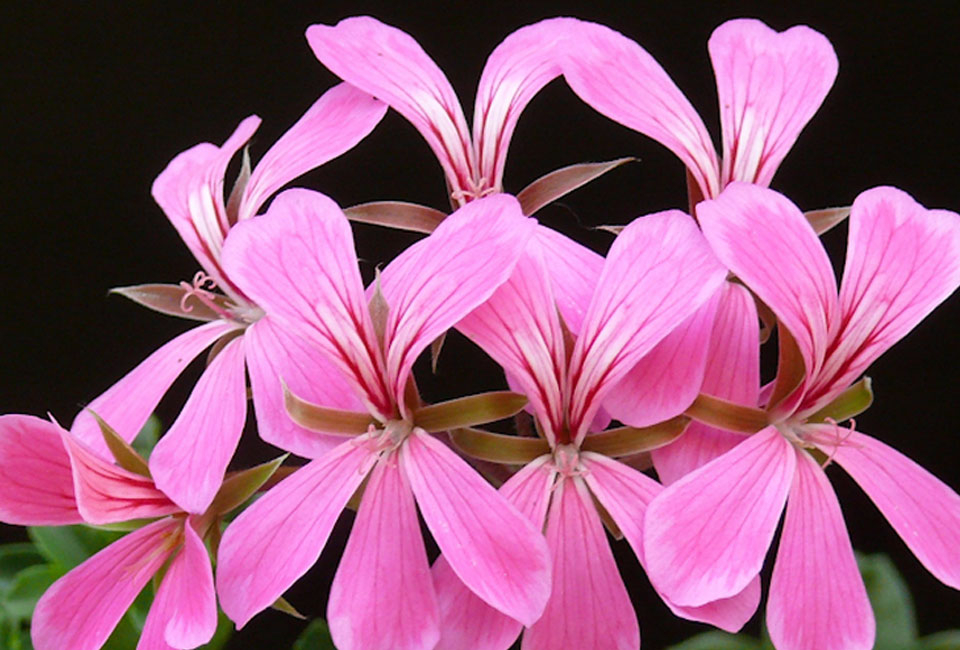 Set van 6 anti-mug geurgeraniums
