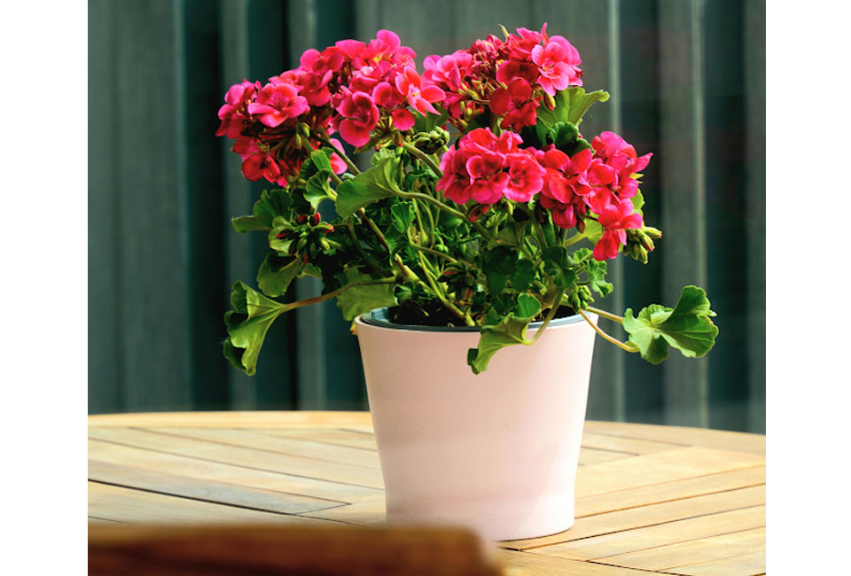 Set van 6 anti-mug geurgeraniums