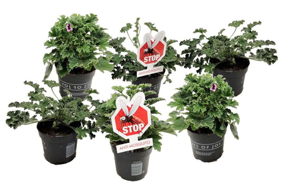Set van 6 anti-mug geurgeraniums