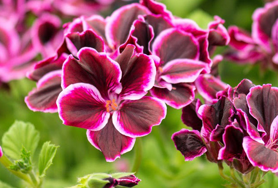 Set van 6 anti-mug geurgeraniums