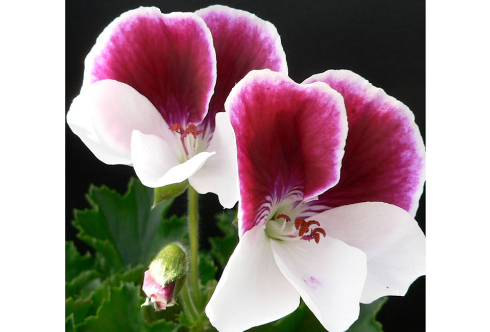 Set van 6 anti-mug geurgeraniums