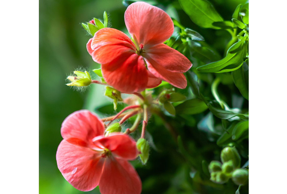 Set van 6 anti-mug geurgeraniums