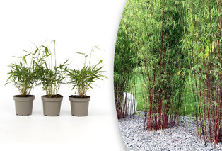Lot de 3 plants de bambou