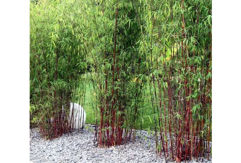 Set van 3 bamboeplanten