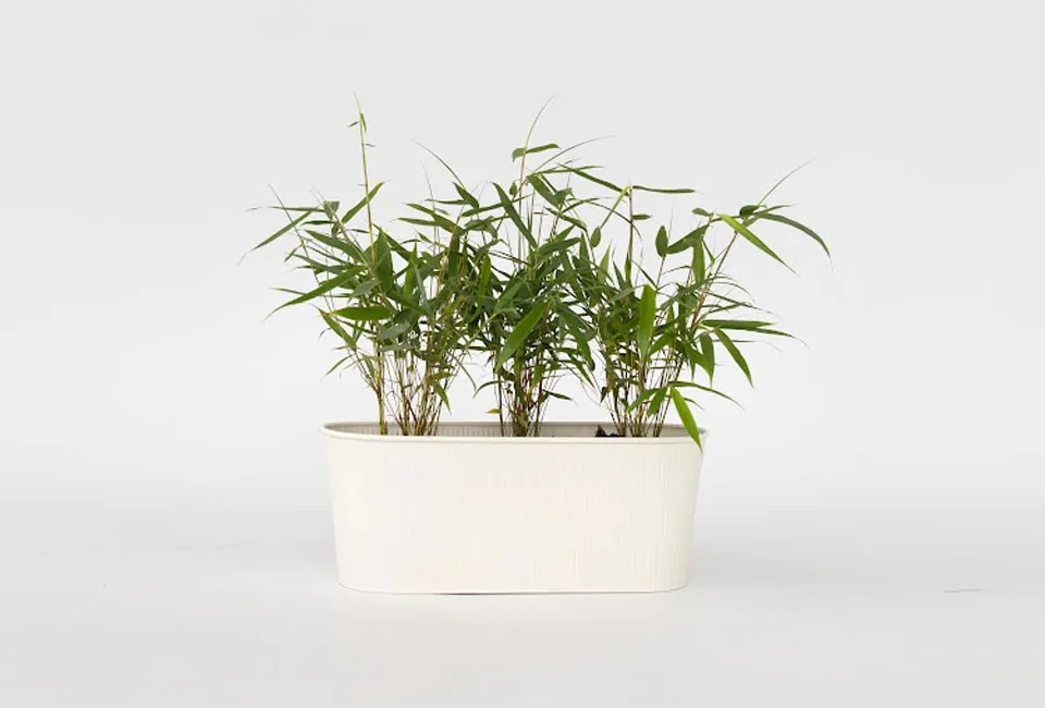 Set van 3 bamboeplanten