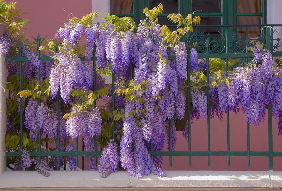 Set van 3 of 6 Wisteria blauwe regen planten