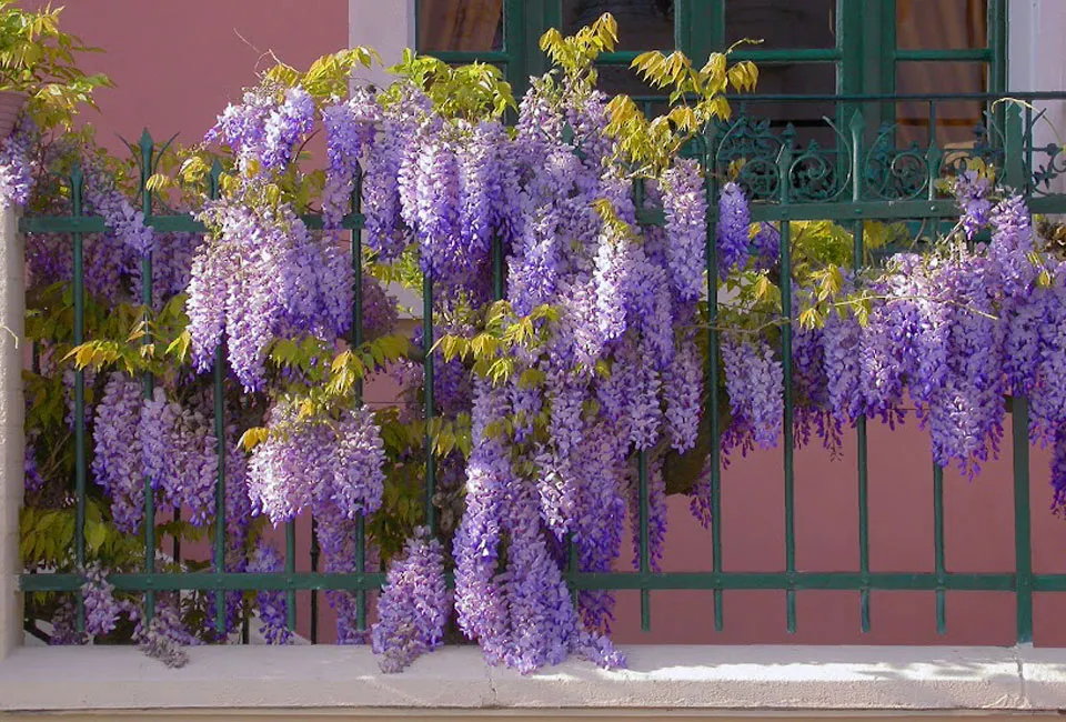 Set van 3 of 6 Wisteria blauwe regen planten