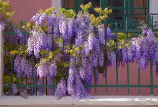 3 ou 6 plants de glycine wisteria