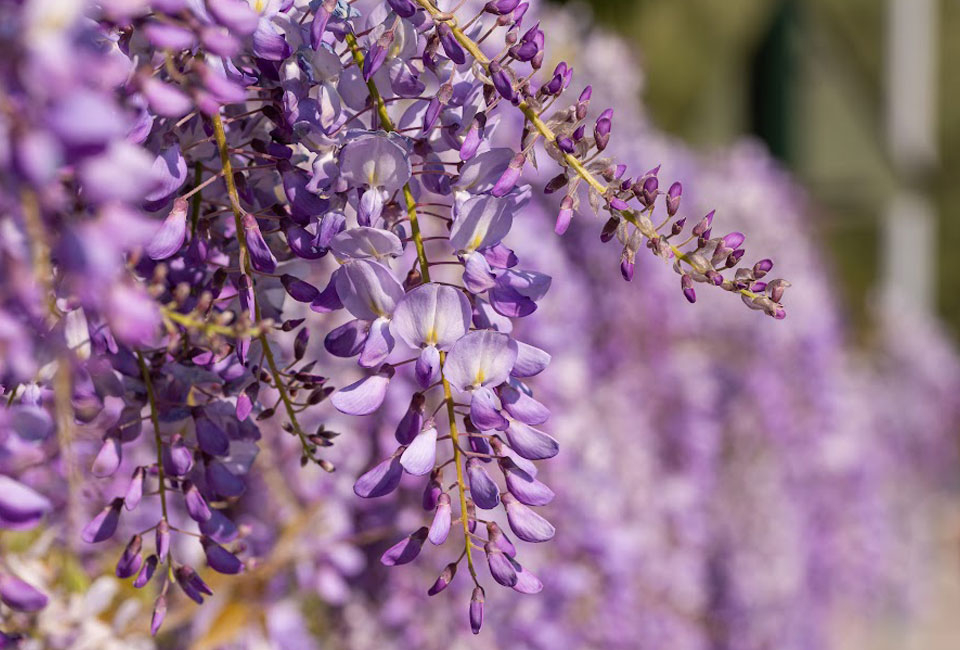 3 of 6 Wisteria blauwe regen planten