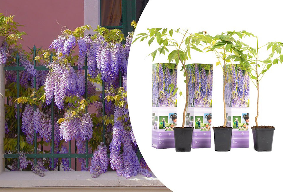 3 of 6 Wisteria blauwe regen planten