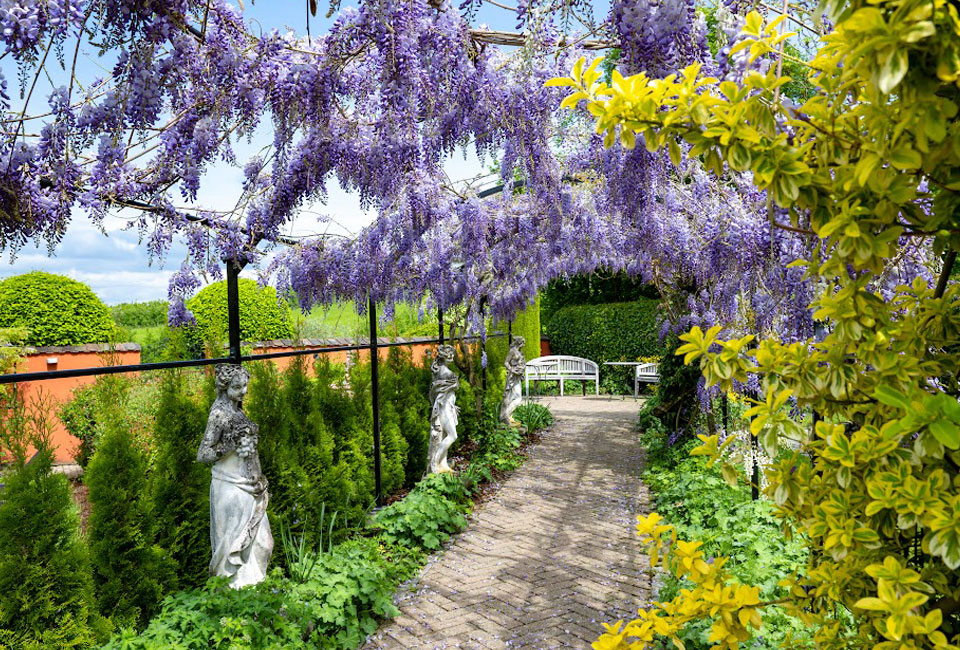 3 of 6 Wisteria blauwe regen planten