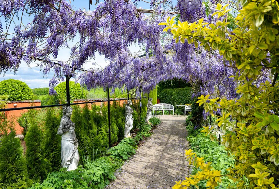 3 o 6 piante di glicine Wisteria