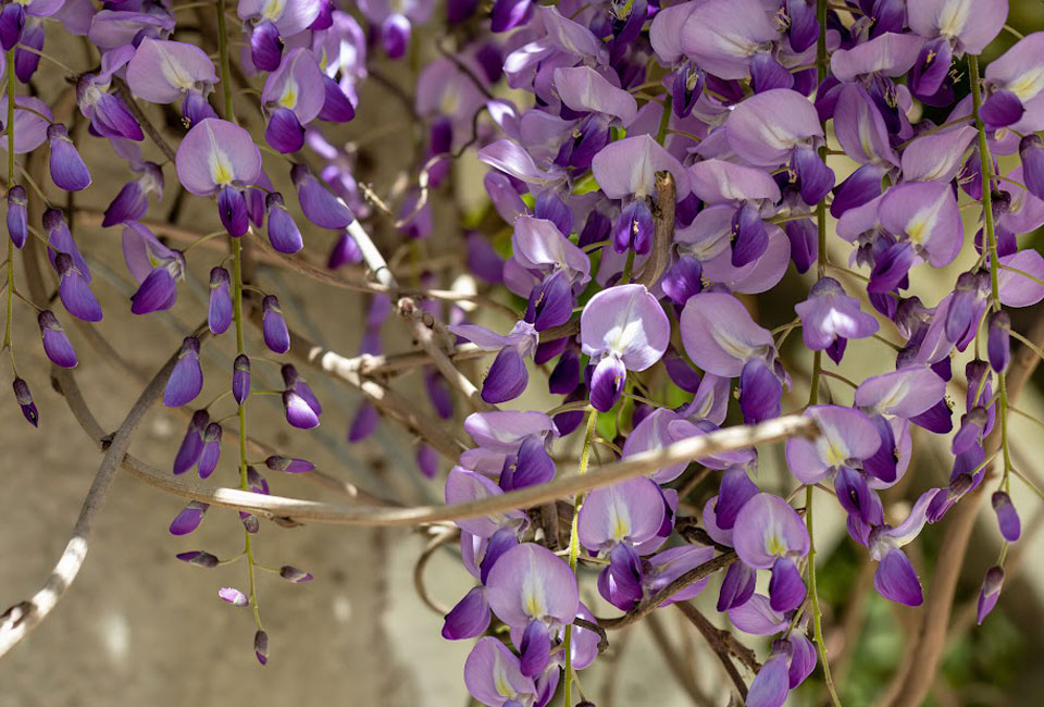 3 of 6 Wisteria blauwe regen planten